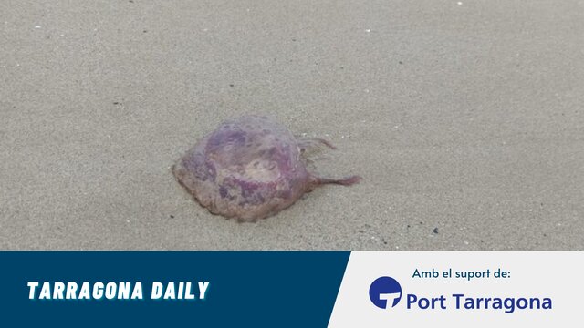 meduses meduses