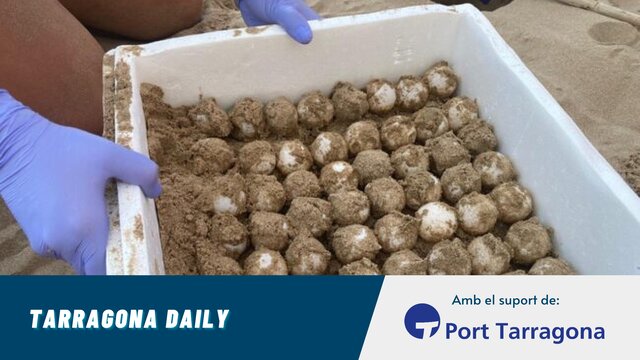 savinosa ous tortugues careta